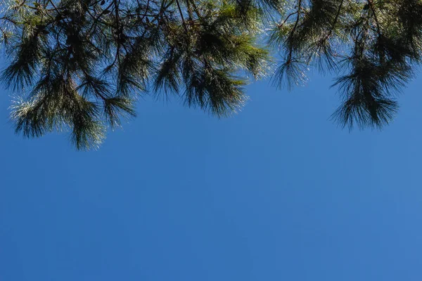 Vista Panorâmica Belo Pinheiro Tropical Com Fundo Azul Ensolarado Céu — Fotografia de Stock