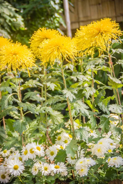 Όμορφη Υβριδικό Χρυσάνθεμα Λουλούδι Επίσης Γνωστή Μαμάδες Λουλούδια Είναι Ανθοφόρα — Φωτογραφία Αρχείου
