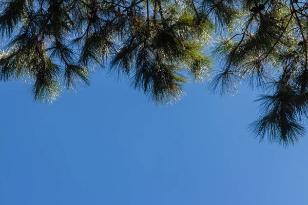 Mavi güneşli gökyüzü arka plan güzel tropikal çam ağacıyla görünümünü arıyorsunuz-up. Yeşil çam ağacı orman mavi gökyüzü ile kopya alanı metin için yaprak.