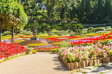 Chiang Rai, Tayland - 18 Kasım 2017: Mae Fah Luang Bahçe, Chiang Rai, Tayland, renkli çiçekler. Salvia Petunya Begonya güller, çiçek, uğurlu ağaçlar gibi soğuk kış çiçek bahçesi.