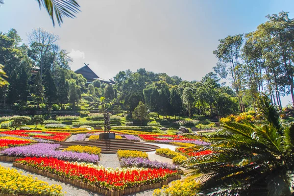 Renkli çiçekler Mae Fah Luang Bahçe, Chiang Rai, Tayland. Salvia Petunya Begonya güller, çiçek, uğurlu ağaçlar, uzun ömürlü ve 70'den fazla tür gibi soğuk kış çiçek bahçesi.
