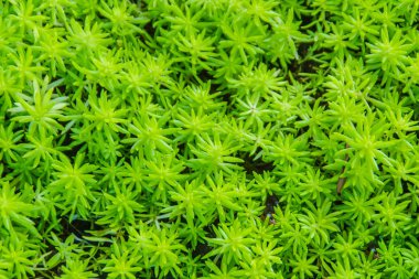 Evergreen goldmoss bahçedeki arka plan için. Bahçedeki acre, goldmoss hendek stonecrop, yosunlu hendek stonecrop, goldmoss bahçedeki, hendek stonecrop ve wallpepper, bir bitki familyası Crassulaceae ısırma bilinen.