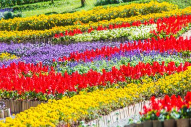 Chiang Rai, Tayland - 18 Kasım 2017: Mae Fah Luang Bahçe, Chiang Rai, Tayland, renkli çiçekler. Salvia Petunya Begonya güller, çiçek, uğurlu ağaçlar gibi soğuk kış çiçek bahçesi.