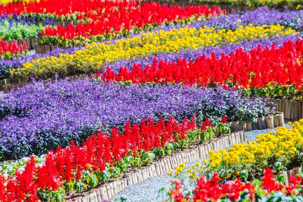 Chiang Rai Thailand November 2017 Colorful Flowers Mae Fah Luang — Stock Photo, Image