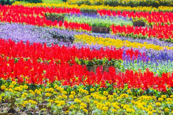 Colorful Flowers Mae Fah Luang Garden Chiang Rai Thailand Garden Royalty Free Stock Photos