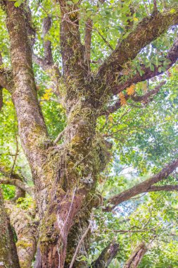 Yeşil ağaç gövdesi yosunlu arka plan ile soyut dokusuna.