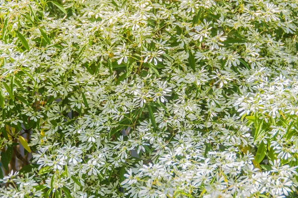 Beautiful little Christmas flower (Euphorbia leucocephala Lotsy), also known as little Christmas flower, white lace euphorbia, snow bush, snow flake, snows of Kilimanjaro and white Christmas bush.