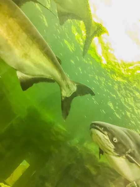 Mekong Giant Catfish Pangasianodon Hypophthalmus Large Critically Endangered Species Catfish — Stock Photo, Image