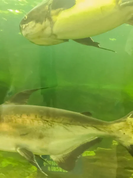 Mekong Gigante Catfish Pangasianodon Hypophthalmus Uma Grande Criticamente Ameaçada Espécie — Fotografia de Stock