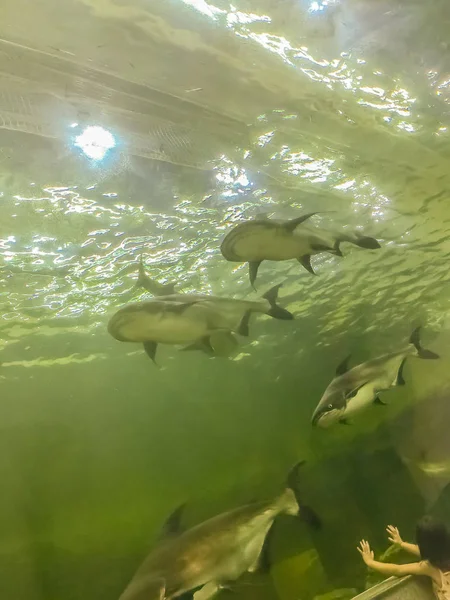 Mekong Giant Catfish Pangasianodon Hypophthalmus Large Critically Endangered Species Catfish — Stock Photo, Image