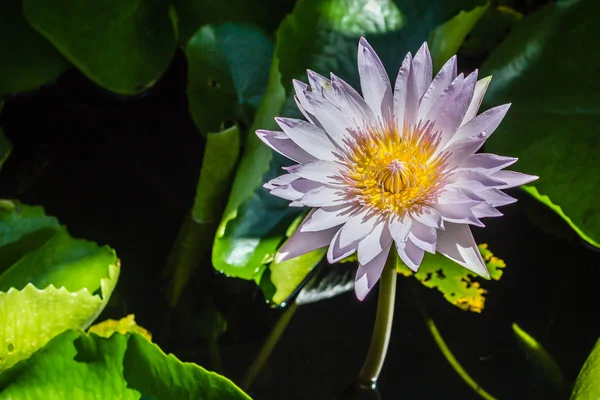Güzel Çiçek Açan Lotus Çiçeği Yeşil Yaprakları Arka Plan Üzerinde — Stok fotoğraf