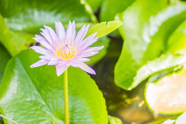 Schöne Blühende Lotusblume Auf Grünem Blätterhintergrund Lotus Mit Gelben Lotuspollen — Stockfoto