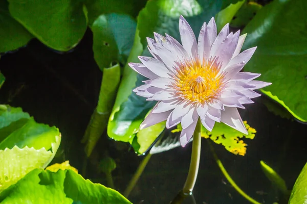 Hermosa Flor Loto Flor Sobre Fondo Hojas Verdes Loto Con —  Fotos de Stock