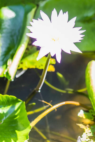 Hermosa Flor Loto Flor Sobre Fondo Hojas Verdes Loto Con —  Fotos de Stock