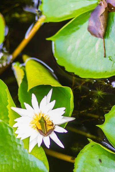 Ένα Χαριτωμένο Πράσινο Βάτραχο Στο Lotus Λουλούδι Στη Λίμνη Guangdong — Φωτογραφία Αρχείου