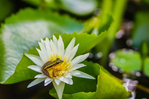A cute green frog on the lotus flower in the pond. Guangdong frog (Hylarana macrodactyla), also known as the Guangdong frog, three-striped grass frog and the marbled slender frog.