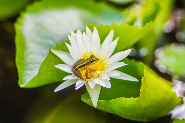Ładna Zielona Żaba Kwiat Lotosu Stawie Guangdong Żaba Hylarana Macrodactyla — Zdjęcie stockowe