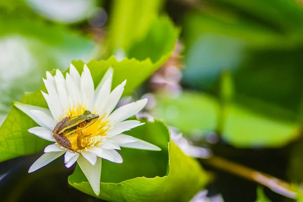 A cute green frog on the lotus flower in the pond. Guangdong frog (Hylarana macrodactyla), also known as the Guangdong frog, three-striped grass frog and the marbled slender frog.
