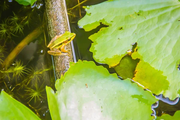 A cute green frog on the lotus leaf in the pond. Guangdong frog (Hylarana macrodactyla), also known as the Guangdong frog, three-striped grass frog and the marbled slender frog.