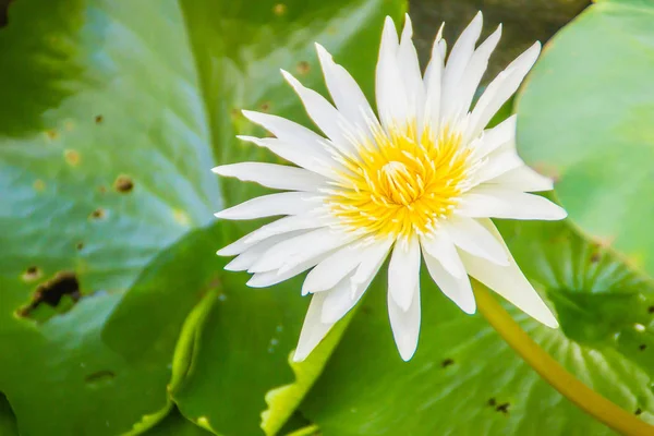 Belle Fleur Lotus Fleurs Sur Fond Feuilles Vertes Lotus Pollen — Photo