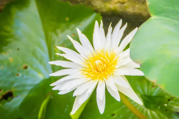 Hermosa Flor Loto Flor Sobre Fondo Hojas Verdes Loto Con —  Fotos de Stock