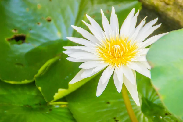 Schöne Blühende Lotusblume Auf Grünem Blätterhintergrund Lotus Mit Gelben Lotuspollen — Stockfoto