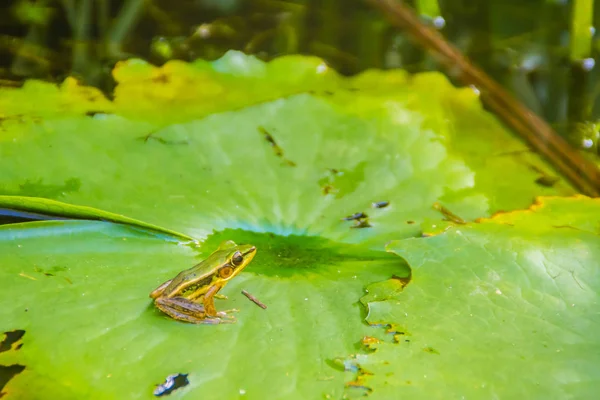 A cute green frog on the lotus leaf in the pond. Guangdong frog (Hylarana macrodactyla), also known as the Guangdong frog, three-striped grass frog and the marbled slender frog.