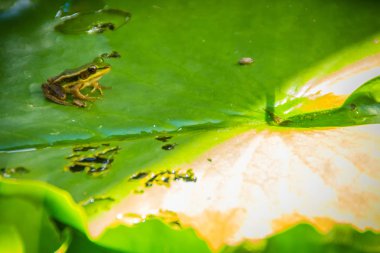Sevimli yeşil kurbağa gölet lotus yaprak üzerinde. Guangdong kurbağa, üç şeritli çim kurbağa ve mermer ince kurbağa da bilinen Guangdong kurbağa (Hylarana macrodactyla),.