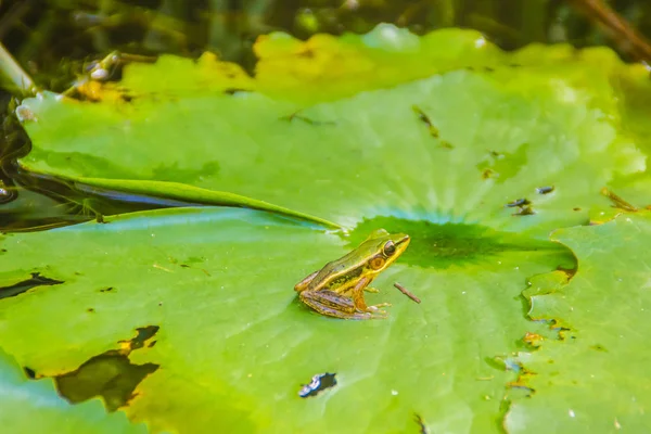 A cute green frog on the lotus leaf in the pond. Guangdong frog (Hylarana macrodactyla), also known as the Guangdong frog, three-striped grass frog and the marbled slender frog.