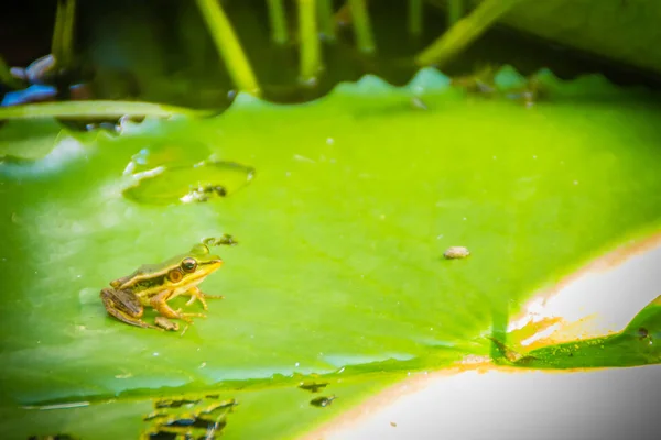 A cute green frog on the lotus leaf in the pond. Guangdong frog (Hylarana macrodactyla), also known as the Guangdong frog, three-striped grass frog and the marbled slender frog.