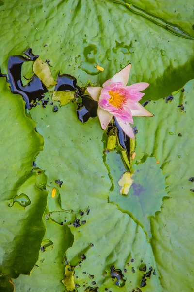 Hermosa Flor Loto Flor Sobre Fondo Hojas Verdes Loto Con —  Fotos de Stock