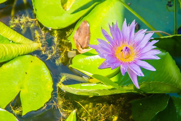 Gyönyörű Virágzó Lotus Flower Háttér Zöld Levelek Lotus Lotus Sárga — Stock Fotó