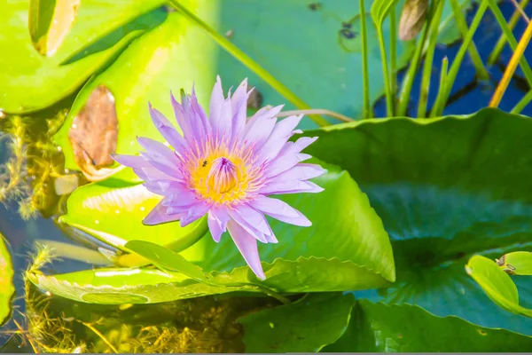 Schöne Blühende Lotusblume Auf Grünem Blätterhintergrund Lotus Mit Gelben Lotuspollen — Stockfoto