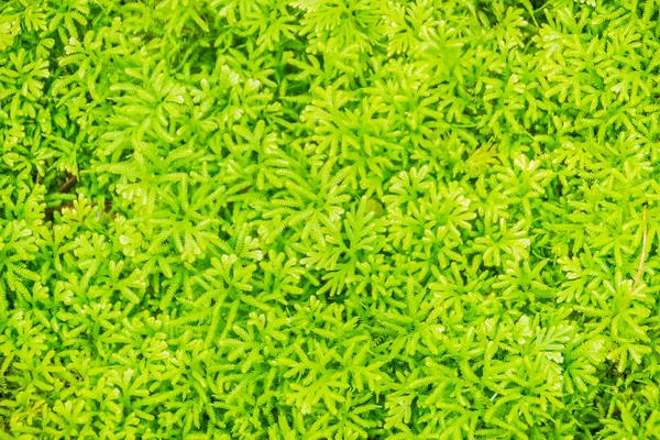 Čerstvé Zelené Kapradí Listy Pozadí Selaginella Involvens Pružiny Selaginella Involvens — Stock fotografie