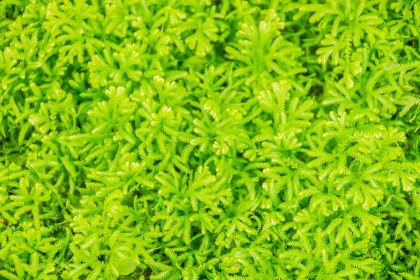 Foglie Felce Verde Fresco Sfondo Selaginella Involvens Primavera Selaginella Involvens — Foto Stock