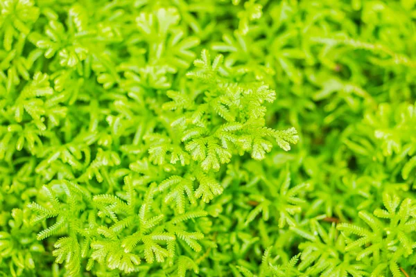 Taze Yeşil Fern Arka Plan Selaginella Involvens Bahar Bırakır Selaginella — Stok fotoğraf