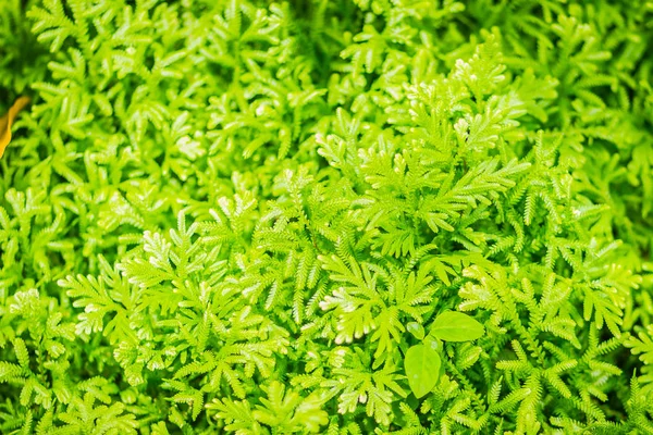 Fundo Folhas Samambaia Verde Fresco Selaginella Involvens Primavera Selaginella Envolve — Fotografia de Stock