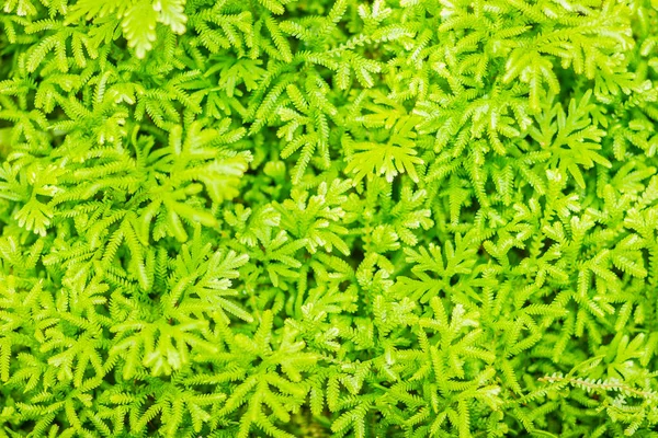Färsk Grön Ormbunke Löv Bakgrund Selaginella Involvens Våren Selaginella Involvens — Stockfoto