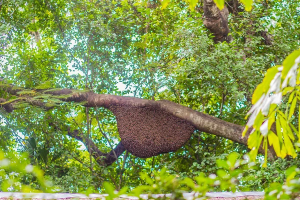 Colmeia Selvagem Árvore Verde Natureza Floresta Ninho Favo Mel Enxame — Fotografia de Stock