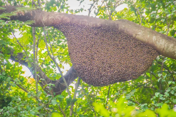 Wildbienenstock Auf Dem Grünen Naturbaum Wald Wabennest Des Bienenschwarms Hängt — Stockfoto