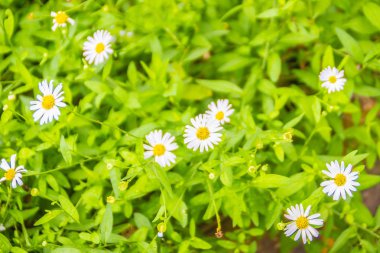 Yeşil yaprakları arka plan üzerinde çiçek açan güzel beyaz papatya çiçekler.