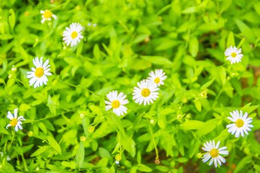 Yeşil yaprakları arka plan üzerinde çiçek açan güzel beyaz papatya çiçekler.