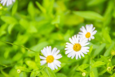 Yeşil yaprakları arka plan üzerinde çiçek açan güzel beyaz papatya çiçekler.