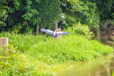 Sevimli Asya openbill ya da Asya openbill leylek kuş (Anastomus oscitans) salyangoz, ana avlarını nehir kıyısında arıyor. Anastomus oscitans familyasından leylek aile Ciconiidae büyük bir yürüyen kuş