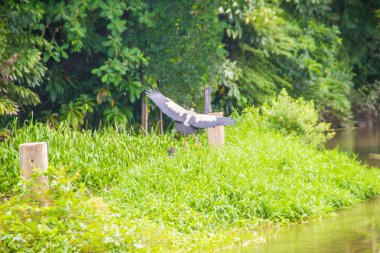 Sevimli Asya openbill ya da Asya openbill leylek kuş (Anastomus oscitans) salyangoz, ana avlarını nehir kıyısında arıyor. Anastomus oscitans familyasından leylek aile Ciconiidae büyük bir yürüyen kuş