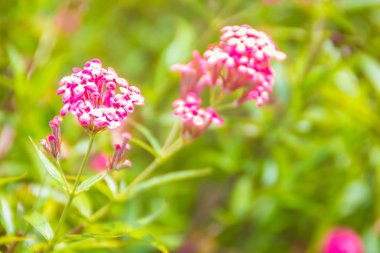 Panama güzel pembe çiçek gül, pembe Bush Penta, güzel kokulu pembe Panama Rose(Rondeletia leucophylla Kunth) bahçede