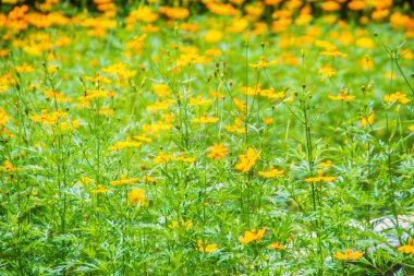 Alan sarı Cosmos mantarı çiçek yeşil yaprakları arka plan ile. Cosmos mantarı da kükürt evren ve sarı evren denir.