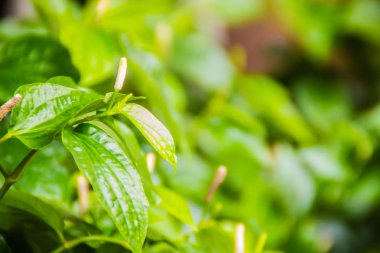 Yeşil arka plan lolot biber (Piper sarmentosum), birçok Güneydoğu Asya mutfaklarının kullanılan yaprakları. Yaprakları çoğu tembul ile karıştırılan ama yoğun tadı tembul yaprakların eksik.