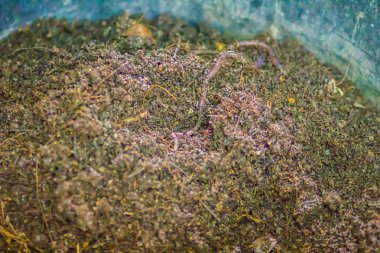 Solucan çiftlik Organik mutfak besin açısından zengin gübre atık dönüşüyor. (Vermiculture) Tarım solucan solucan kendileri ile zengin vermicompost sağlamak için tutmak bahçıvanlar tarafından yapılır