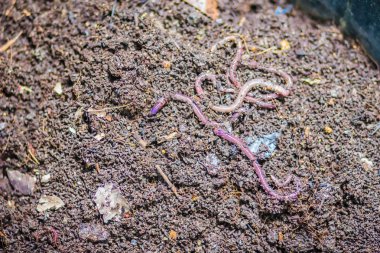 Solucan çiftlik Organik mutfak besin açısından zengin gübre atık dönüşüyor. (Vermiculture) Tarım solucan solucan kendileri ile zengin vermicompost sağlamak için tutmak bahçıvanlar tarafından yapılır